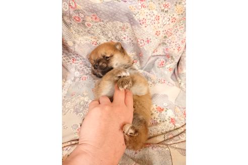 成約済の鹿児島県の柴犬-361938の2枚目